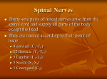 Spinal Nerves