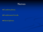 Nerves