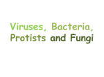 Viruses, Bacteria, Protists and Fungi