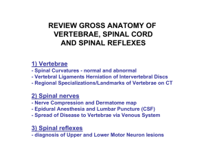 REVIEW GROSS ANATOMY OF VERTEBRAE, SPINAL CORD AND