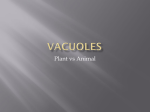 vacuoles