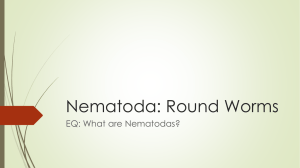 Nematoda: Round Worms