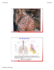 Pulmonary Adaptations The Respiratory System