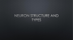 Structure of neuron