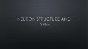 Structure of neuron