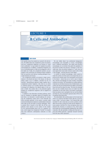 B Cells and Antibodies