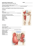 Guided notes for ppt 7 muscles of the hip and lower limb