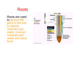 Roots are used to anchor the plant in the soil, to absorb minerals