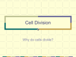 Cell Division