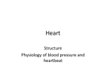 Structure Physiology of blood pressure and heartbeat
