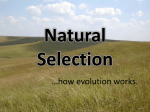 Natural Selection - Alex LeMay – Science