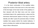 Posterior tibial artery