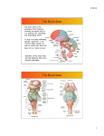 Addendum to brainstem