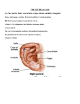 THE EXTERNAL EAR