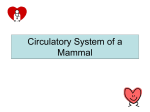 Circulatory System of a Mammal