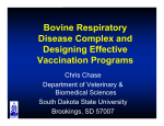 Bovine Respiratory Disease Complex and Designing Effective