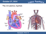 Circulatory System Note