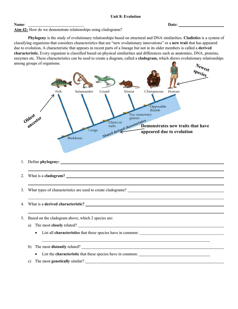 cladogram-worksheet-answers-key-biology-tutore-org-master-of-documents
