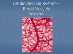 Anatomy Blood Vessels