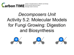 5.2 Molecular Models for Fungi Growing: Digestion and