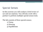 Special Senses Lab