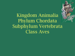Kingdom Animalia Phylum Chordata Subphylum Vertebrata Class