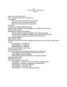 12 The Central Nervous System Part A Central Nervous System