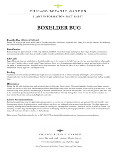 boxelder bug - Chicago Botanic Garden