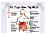 The Digestive System - Effingham County Schools
