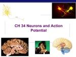 Ch 34 Action Potential and Neurons
