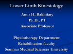 Lower Limb Kinesiology