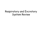 Respiratory System Review