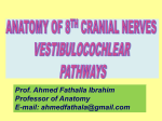 L12- CN VIII (vestibulocochlear pathways)