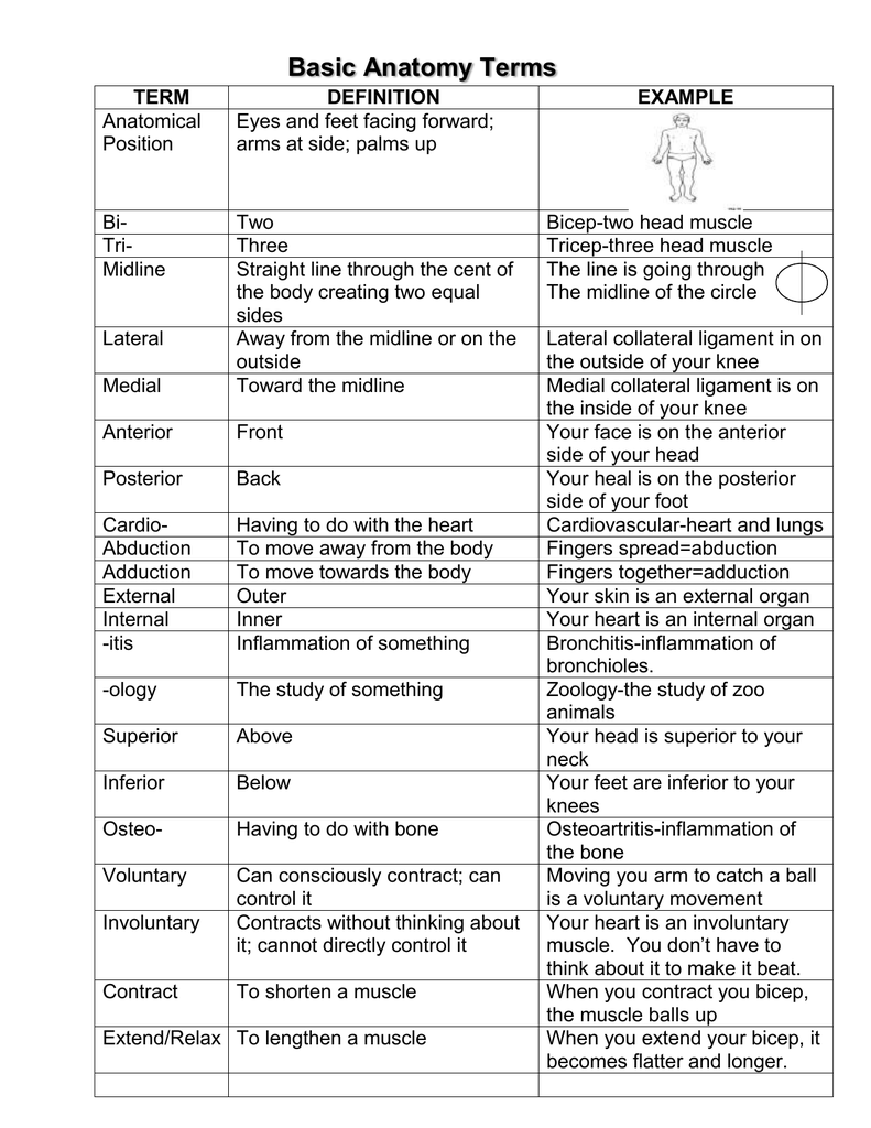 Anatomy Terms - Anatomy Drawing Diagram