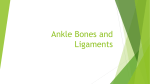 Ankle Bones and Ligaments
