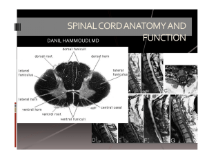 spinal cord anatomy and function
