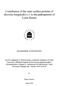 Contribution of the outer surface proteins of Borrelia