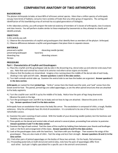 COMPARATIVE ANATOMY OF TWO ARTHROPODS