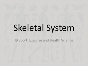 1.1 Skeletal System