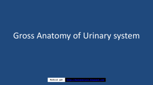 Urinary system