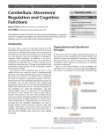 Cerebellum: Movement Regulation and Cognitive Functions