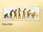 Evolution - Mr. Gittermann