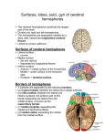 Surfaces, lobes, sulci, gyri of cerebral hemispheres