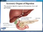 Digestive System part 2 accessory organs