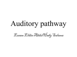 Auditory pathway