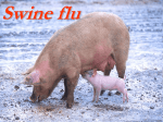 swine flu 1