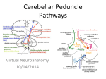 Cerebellar Peduncle Pathways