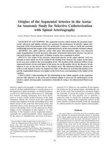 Origins of the Segmental Arteries in the Aorta