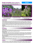 Purple Loosestrife (Lythrum salicaria L.)
