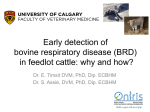 Early detection of bovine respiratory disease (BRD)